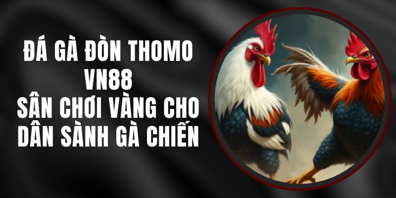 Đá Gà Đòn Thomo VN88 - Sân Chơi Vàng Cho Dân Sành Gà Chiến