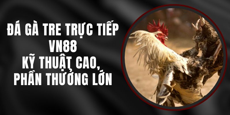 Đá Gà Tre Trực Tiếp VN88 - Kỹ Thuật Cao, Phần Thưởng Lớn